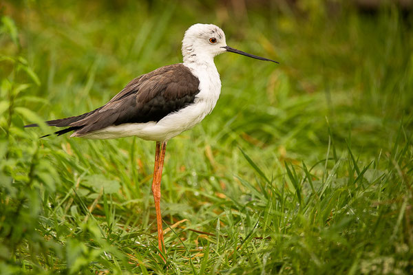 Stelzenläufer (Himantopus himantopus)