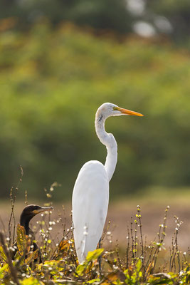 Silberreiher (Ardea alba)