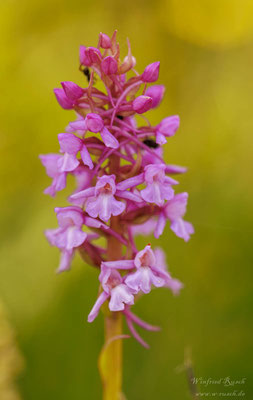 Mücken-Händelwurz - Gymnadenia conopsea