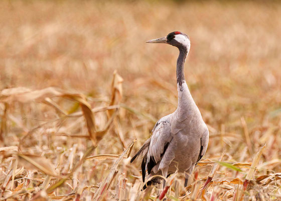 Kranich (Grus grus)