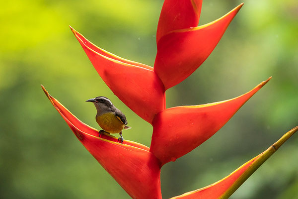 Zuckervogel (Coereba flaveola)