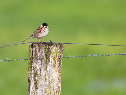 Rohrammer (Emberiza schoeniclus)