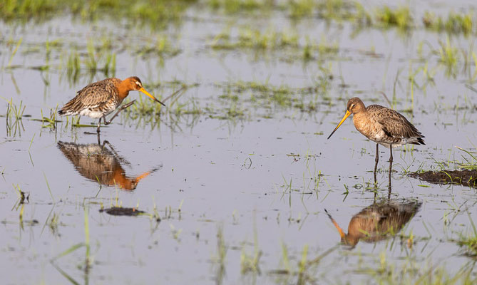  Uferschnepfe (Limosa limosa)