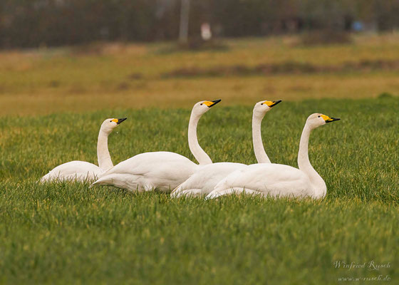 Zwergschwan (Cygnus bewickii) und Singschwan (Cygnus cygnus)