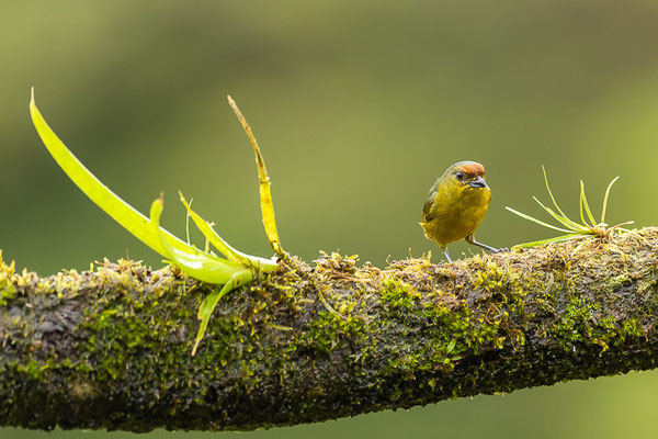 Olivrückenorganist (Euphonia gouldi) - Weibchen