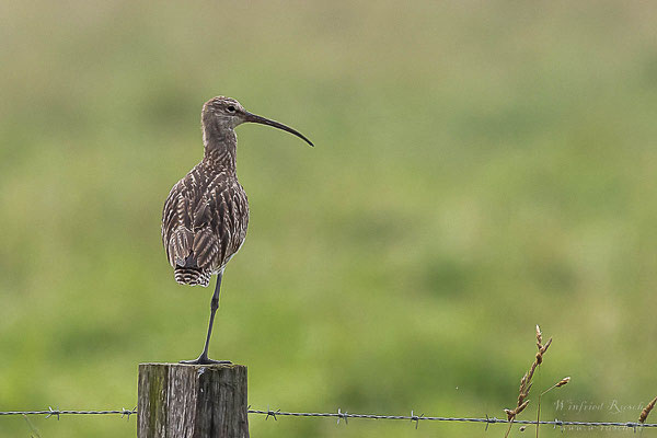 Große Brachvogel (Numenius arquata) 