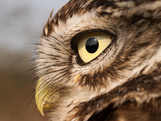 Steinkauz (Athene noctua)