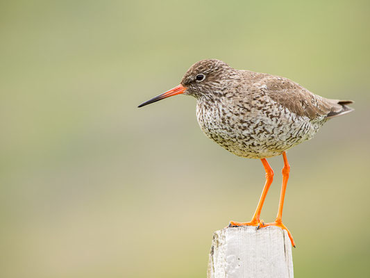 Rotschenkel (Tringa totanus)