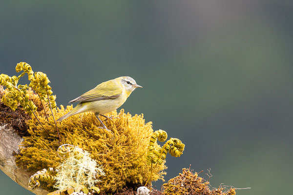 Brauenwaldsänger (Leiothlypis peregrina)