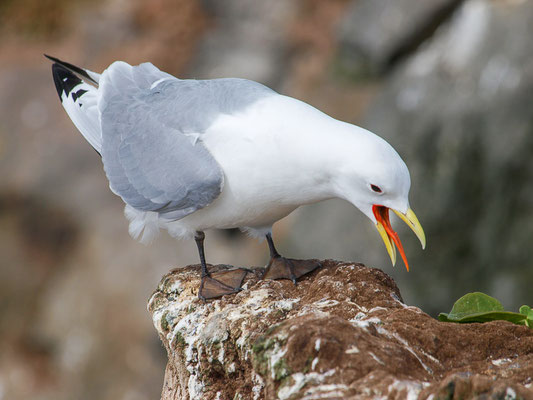 Dreizehenmöwe (Rissa tridactyla)