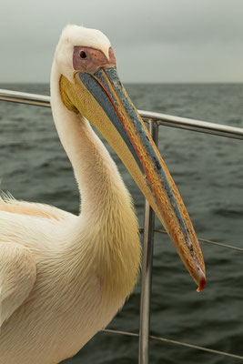 Rosapelikan (Pelecanus onocrotalus) in Namibia