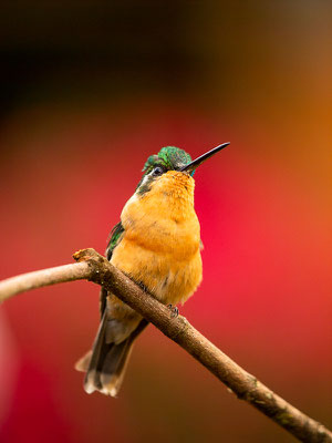 Purpurkehlnymphe (Lampornis calolaemus) - Weibchen