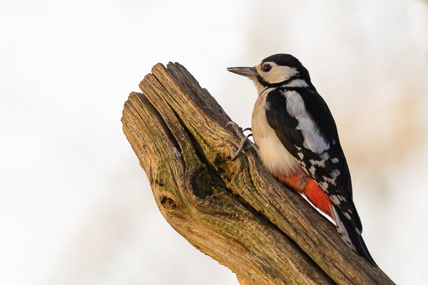 Buntspecht (Dendrocopos major)