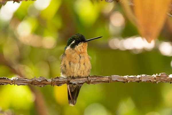 Weißkehlnymphe (Lampornis castaneoventris) - Weibchen