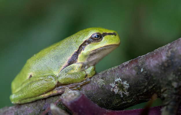 Europäische Laubfrosch (Hyla arborea) 