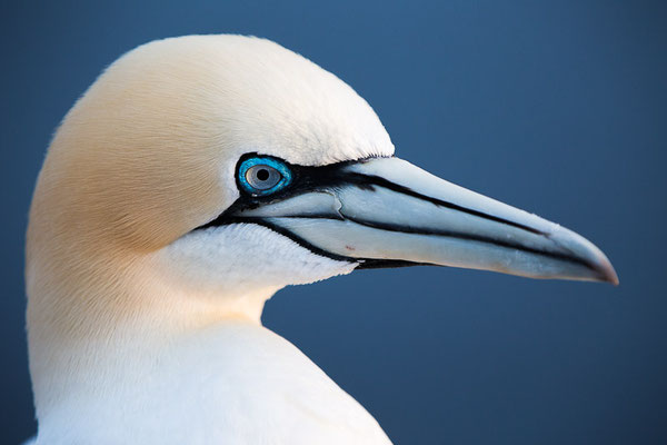 Basstölpel (Morus bassanus) auf Helgoland