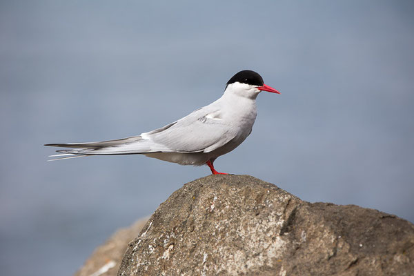 Küstenseeschwalbe (Sterna paradisaea) 