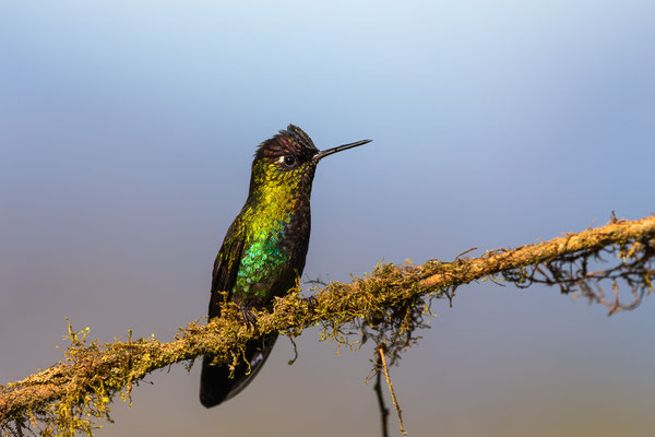 Feuerkehlkolibri (Panterpe insignis)