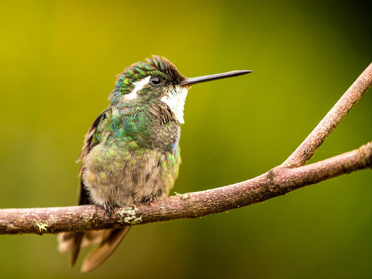 Weißkehlnymphe (Lampornis castaneoventris) - Männchen