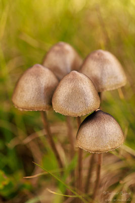 Behangener Düngerling - Panaeolus papilionaceus