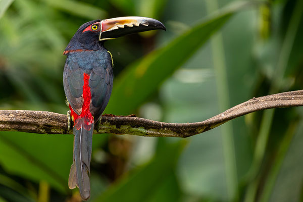 Halsbandarassari (Pteroglossus torquatus) 