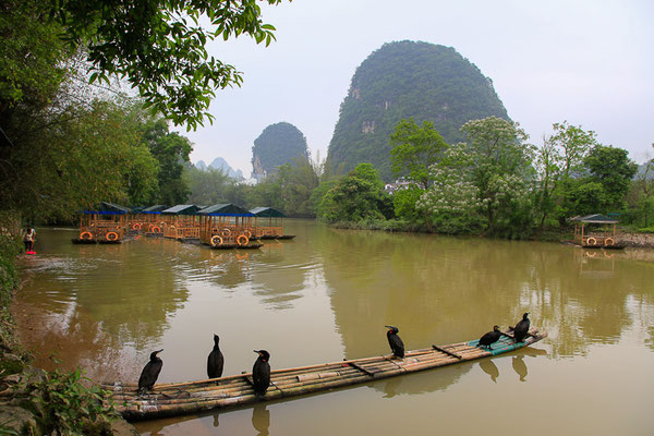 Kormoran (Phalacrocorax carbo) - aufgenommen in China