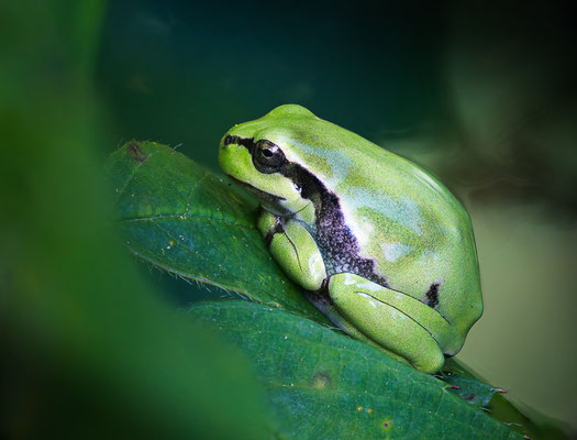 Europäische Laubfrosch (Hyla arborea) 