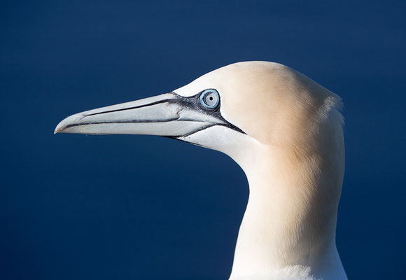  Basstölpel (Morus bassanus) auf Helgoland