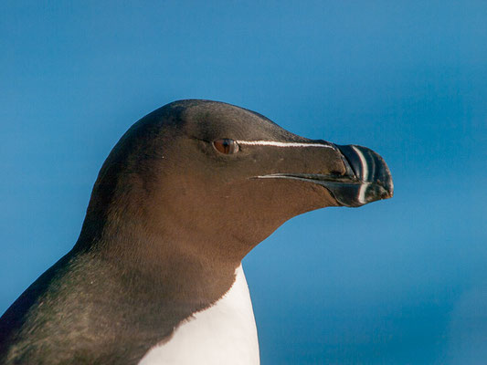 Tordalk (Alca torda)