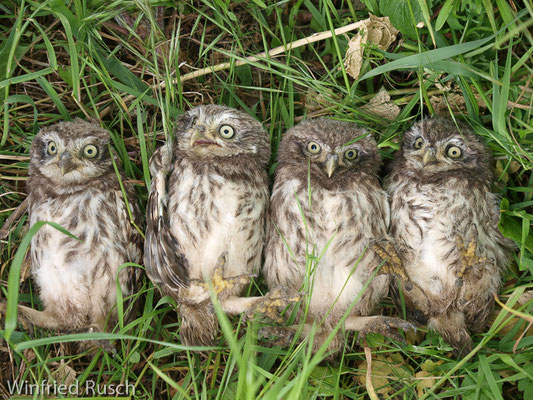 Steinkauz (Athene noctua)