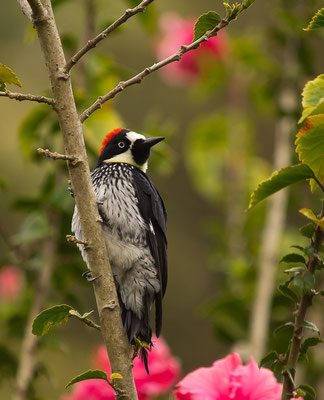 Eichelspecht (Melanerpes formicivorus)