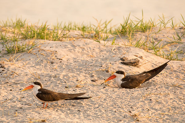 Afrikanischer Scherenschnabel, Braunmantel-Scherenschnabel (Rynchops flavirostris)