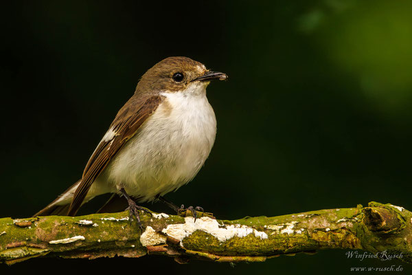 Trauerschnäpper (Ficedula hypoleuca)