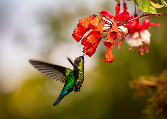 Feuerkehlkolibri (Panterpe insignis)