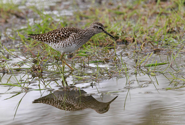 Bruchwasserläufer (Tringa glareola)