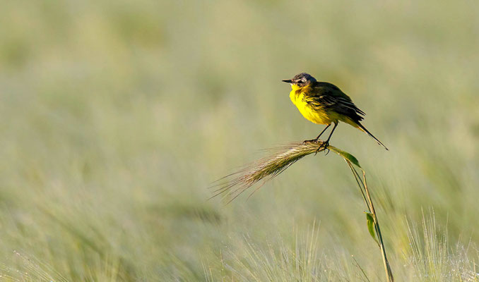 Wiesenschafstelze  (Motacilla flava)