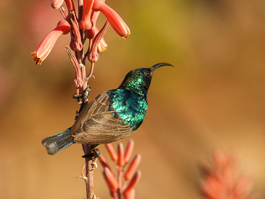 Weißbauch-Nektarvogel  (Cinnyris talatala)