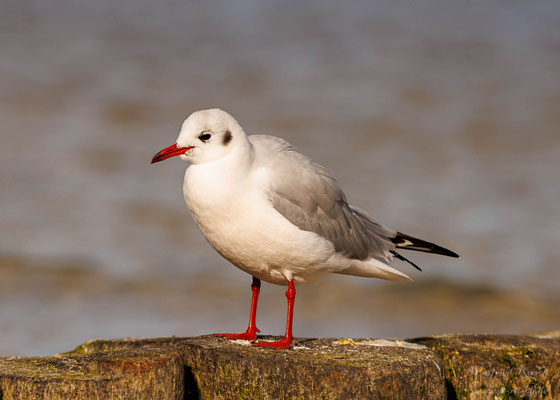 Lachmöwe  (Chroicocephalus ridibundus) 