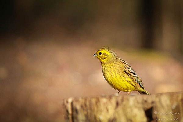 Goldammer (Emberiza citrinella)