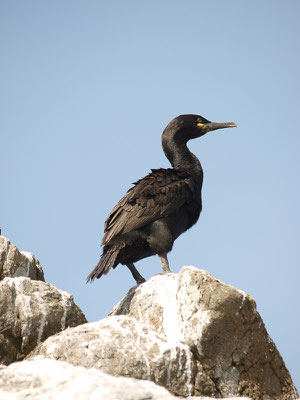  Krähenscharbe (Phalacrocorax aristotelis)