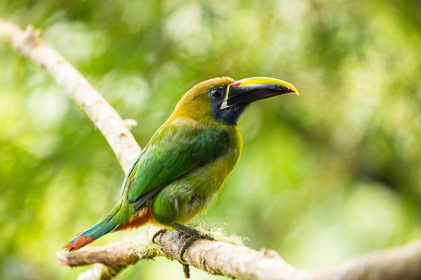 Blaukehlarassari (Aulacorhynchus caeruleogularis)