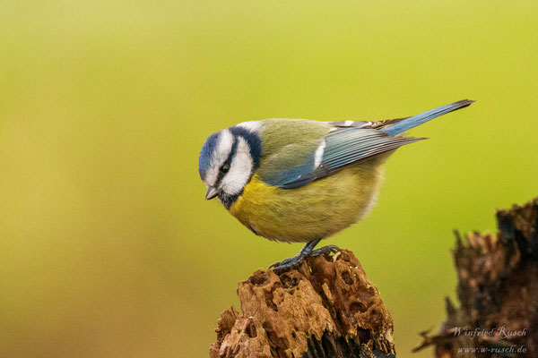 Blaumeise (Parus caeruleus)