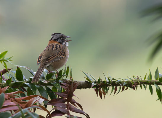 Morgenammer (Zonotrichia capensis)