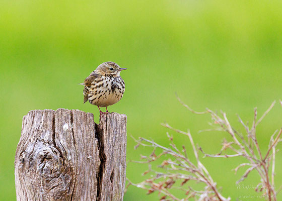 Wiesenpieper (Anthus pratensis)