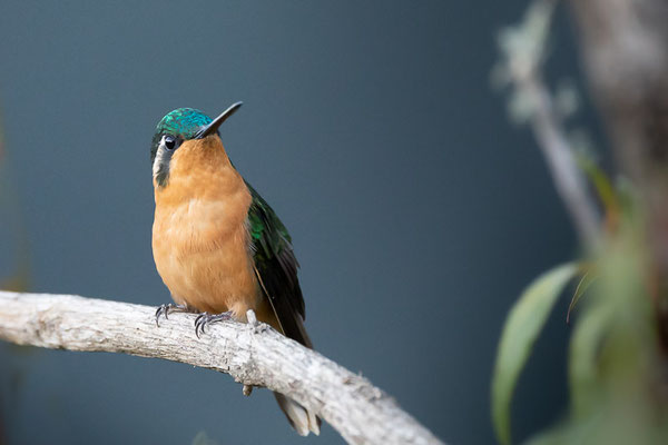 Purpurkehlnymphe (Lampornis calolaemus) - Weibchen