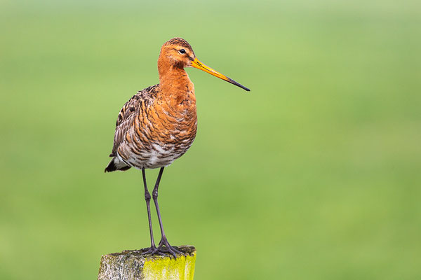  Uferschnepfe (Limosa limosa)