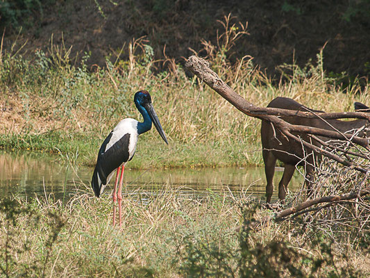 Schwarzhalsstorch (Ephippiorhynchus asiaticus)