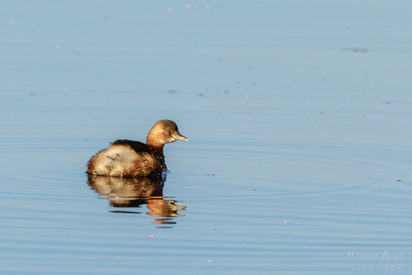  Zwergtaucher (Tachybaptus ruficollis)