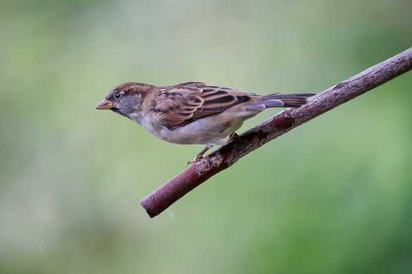 Haussperling (Passer domesticus)