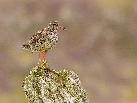 Rotschenkel (Tringa totanus)